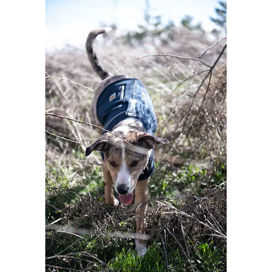 Dog wearing a blue coat walking through brush and barbed wire.