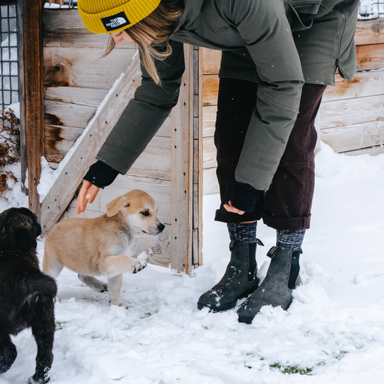 Person bending down to pet a dog in the snow, with another dog standing nearby.