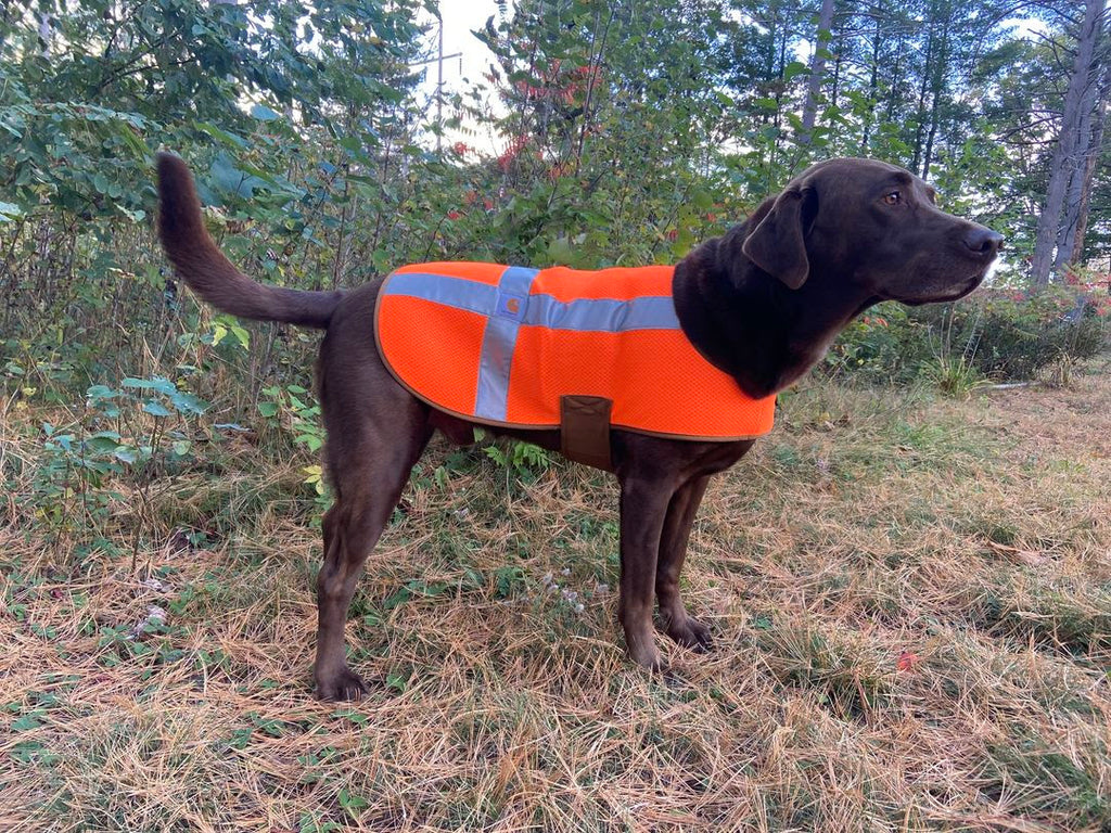 Dog wearing an orange safety vest in a forest setting