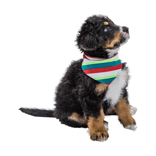 Dog bandana with horizontal red, teal, lime, and white stripes