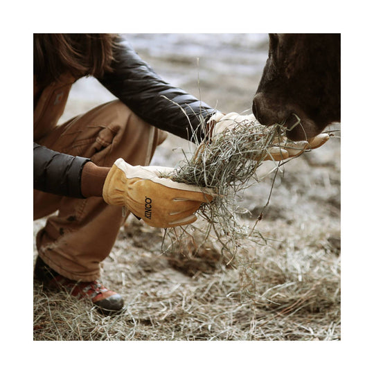 Tan leather work gloves with white trim, shown being used to feed hay